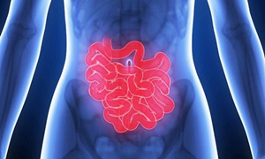 龙族幻想智慧沙龙人体消化道中最长的器官答案