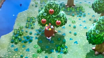 动物森友会桃子作用和获得方法介绍