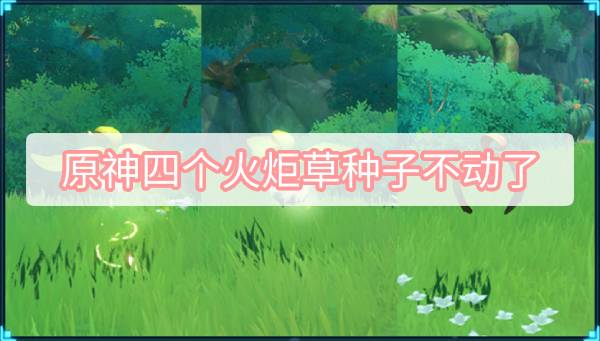 原神四个火炬草种子不动了